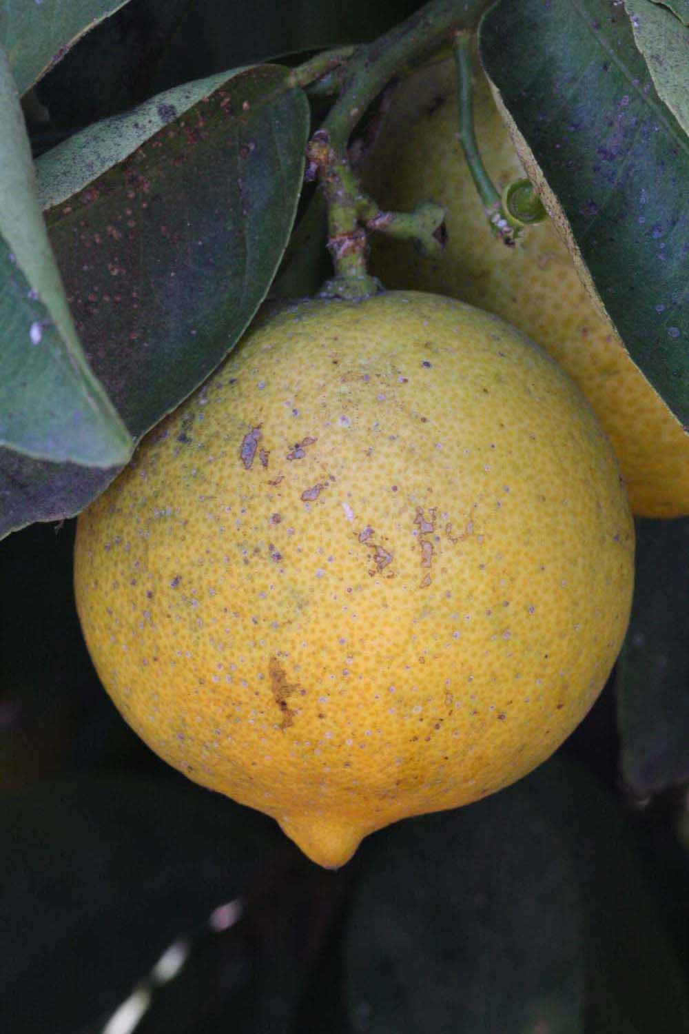            Fruit of  Citrus aurantifolia         (Palestine, Riverside, CA)   